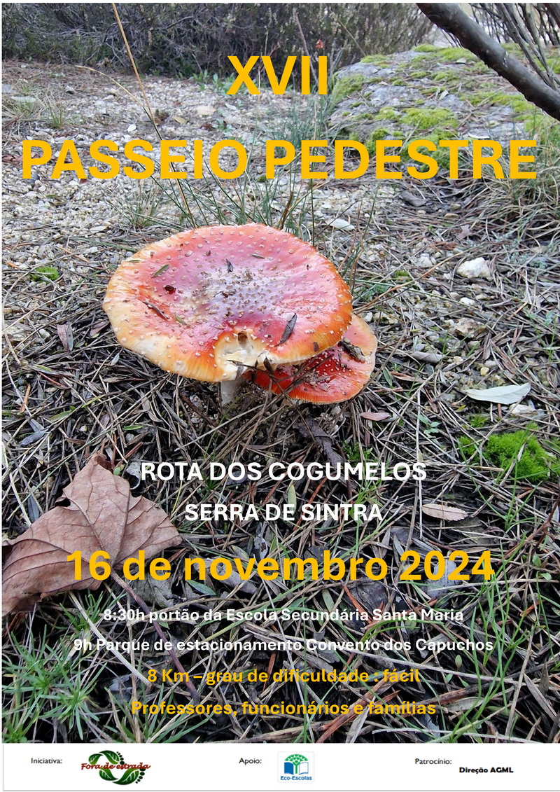 CartazXVII resize