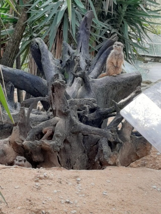 Imagem WhatsApp 2025 03 20 às 10.40.41 7c9f9acd resize